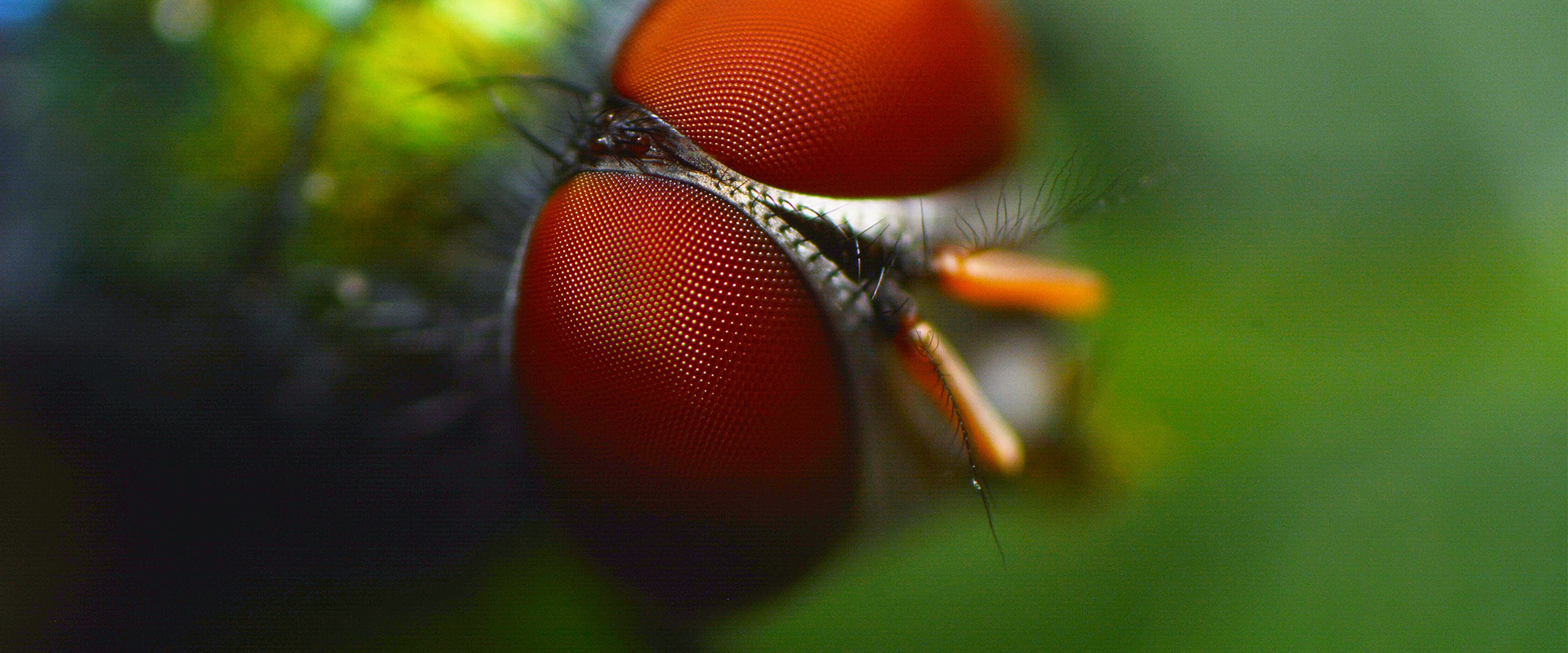 Dorothy Boorse | The Eyes of Flies are like Jewels - Podcast Episode ...